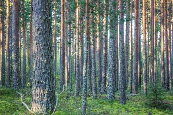 Fondo Del Bosque Oscuro Buenos Días Bosque Verano Luz Mañana — Foto de Stock