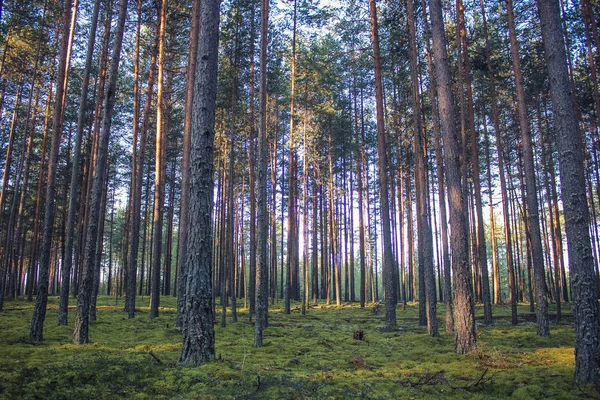 Fondo Del Bosque Oscuro Buenos Días Bosque Verano Luz Mañana —  Fotos de Stock