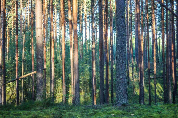 Fondo Del Bosque Oscuro Buenos Días Bosque Verano Luz Mañana — Foto de Stock