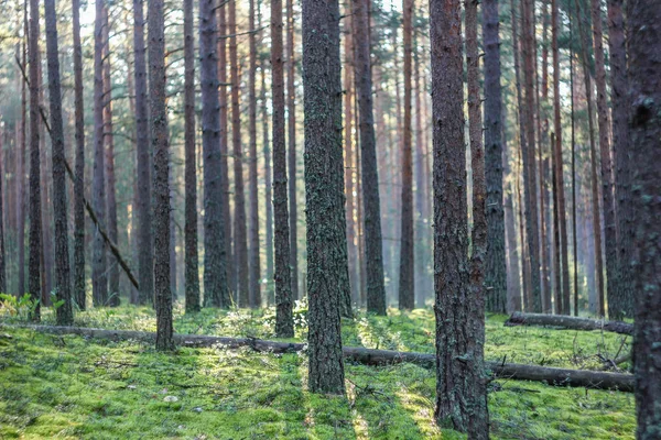 Fondo Del Bosque Oscuro Buenos Días Bosque Verano Luz Mañana — Foto de Stock