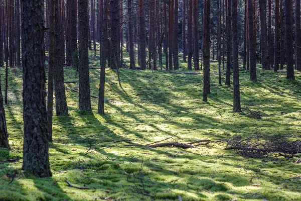 Fondo Del Bosque Oscuro Buenos Días Bosque Verano Luz Mañana — Foto de Stock