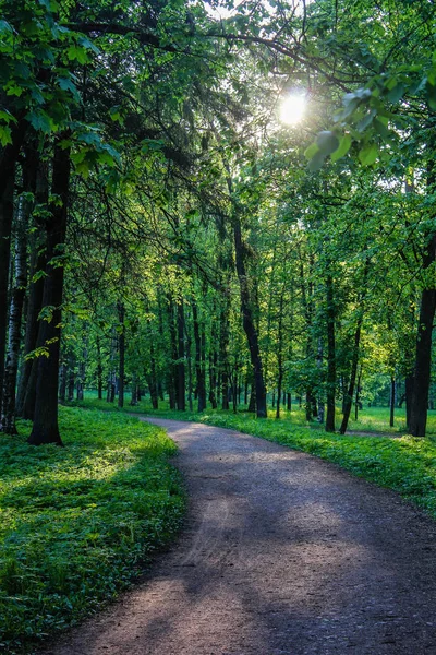 夏の公園のパス 緑の木々 石のパス 新鮮な空気の中を歩きます 夏の背景スクリーン セーバー — ストック写真