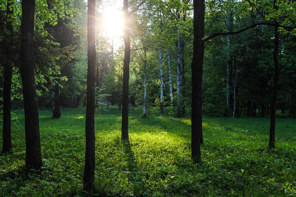 Latem Park Tło Lato Park Jasny Natura Drzewa Zielonych Liści — Zdjęcie stockowe