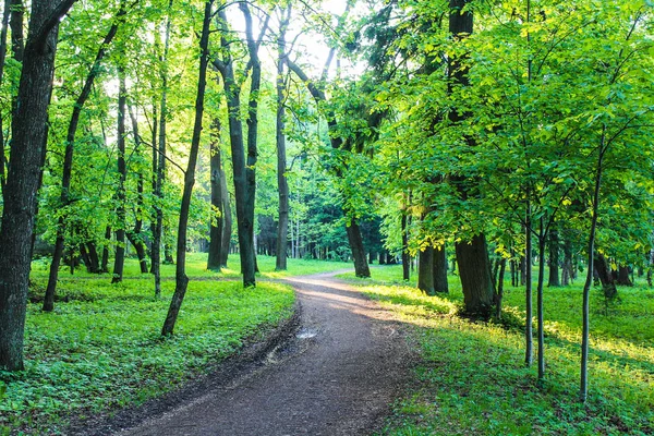 Літня Паркова Доріжка Зелені Дерева Кам Яні Стежки Ходити Свіжому — стокове фото