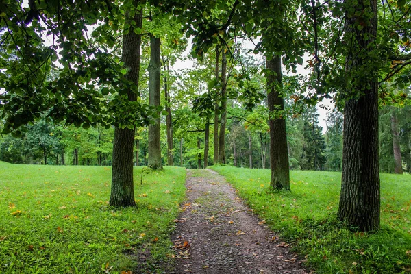 Літня Паркова Доріжка Зелені Дерева Кам Яні Стежки Ходити Свіжому — стокове фото