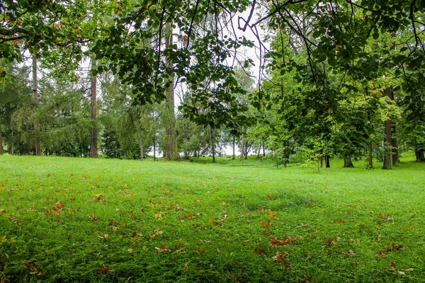 Літній Парк Тло Літнього Парку Яскрава Природа Дерева Зеленим Листям — стокове фото