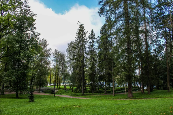 Sommerpark Hintergrund Sommerpark Helle Natur Bäume Mit Grünen Blättern Spaziergang — Stockfoto