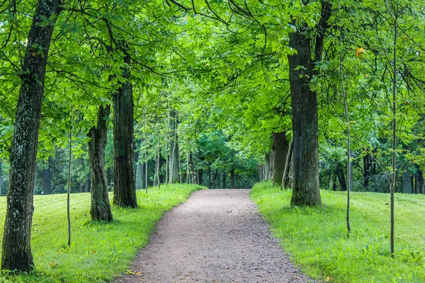 Latem Park Ścieżki Zielonych Drzew Kamienne Ścieżki Spacer Świeżym Powietrzu — Zdjęcie stockowe