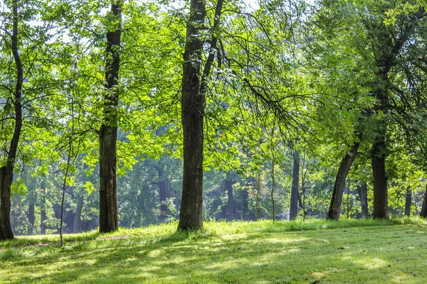 Sommaren Park Bakgrund Sommaren Park Ljusa Natur Träd Med Gröna — Stockfoto