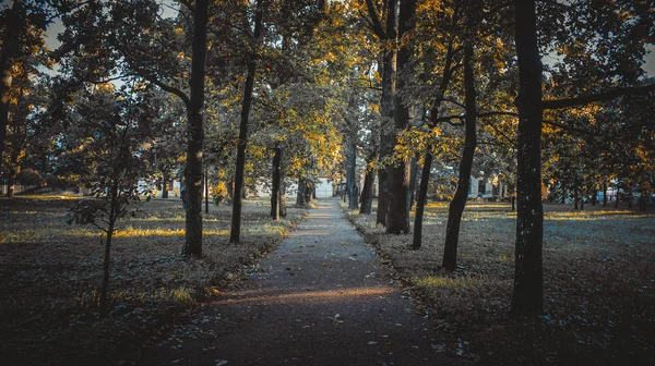 Caminho Parque Verão Árvores Verdes Caminhos Pedra Caminhe Livre Verão — Fotografia de Stock