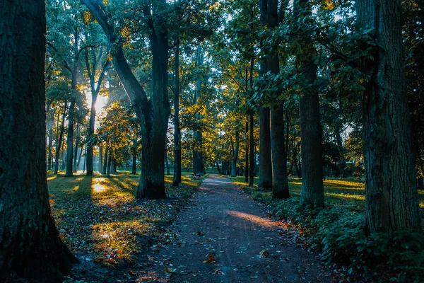 夏の公園のパス 緑の木々 石のパス 新鮮な空気の中を歩きます 夏の背景スクリーン セーバー — ストック写真