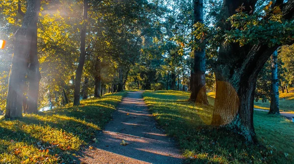 Latem Park Ścieżki Zielonych Drzew Kamienne Ścieżki Spacer Świeżym Powietrzu — Zdjęcie stockowe