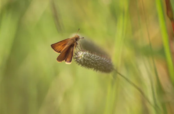 Schmetterling Auf Gras Sommerlandschaft — Stockfoto