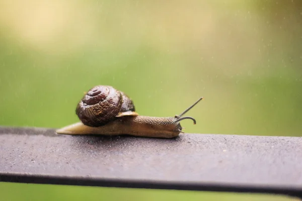 Escargot Vue Rapprochée — Photo