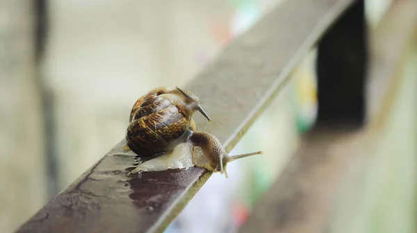 Escargot Vue Rapprochée — Photo