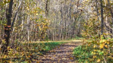 Güzel bir sonbahar parkı. Doğa, seyahat