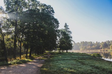 yeşil çim sahası ile genel parkta güzel gün ışığına. Sabah parkta hafif yaz, bir ağaç dalları sayesinde güneş ışınlarının