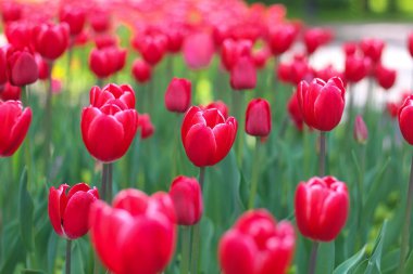 Kırmızı lale arka plan. Kırmızı doğal çiçekler. Çiçek yaprakları