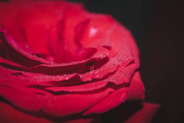 Gül çiçek yaprakları üzerinde çiy ile yakın çekim