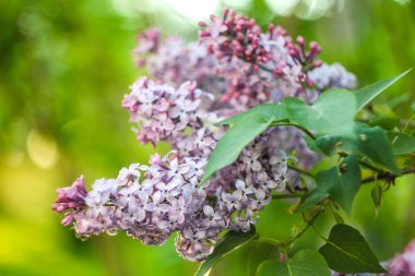Lila çiçek bulanık arka plan üzerinde Kapat 