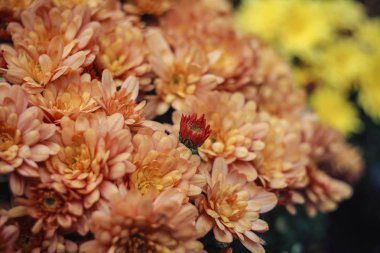 Çiçekli sokak çiçekler, görünümü kapatın