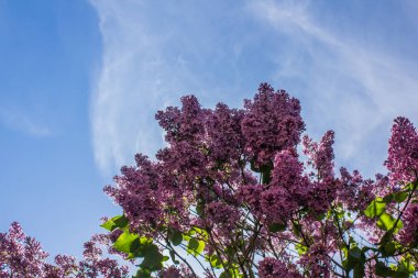 çalılar Lila çiçek gündüz, botanik bahçesinde görünümünü