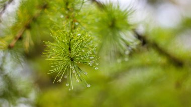 genç yeşil çim yakın çekim