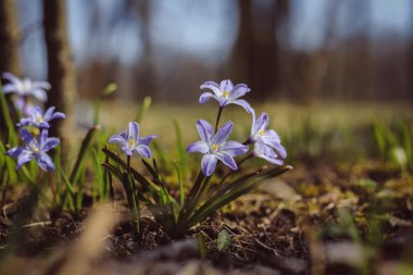 Gündüz taze çiçek çayır üzerinde kapat