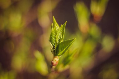 Yeşil yapraklı genç bir bahar dalı, yakın plan.