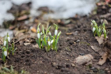 Gündüz taze çiçek çayır üzerinde kapat