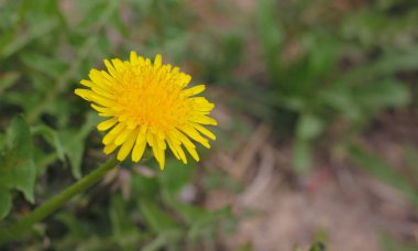 Taze sarı ilk karahindiba
