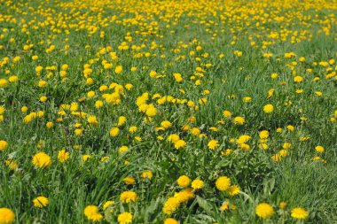 Taze sarı ilk karahindiba