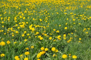 Taze sarı ilk karahindiba
