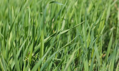 arka plan olarak yeşil çim çim görünümünü 