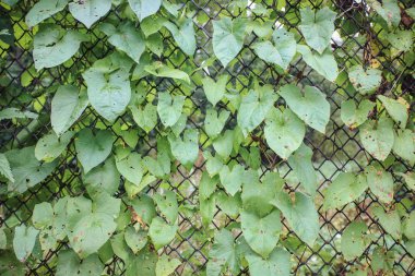 Bahar yeşil yaprakları, görünümü kadar yakın