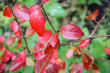Bahar yeşil yaprakları, görünümü kadar yakın