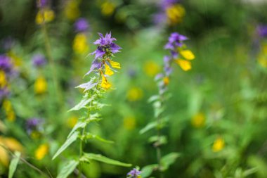 Çiçekli sokak çiçekler, görünümü kapatın