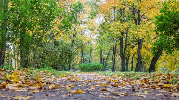 Gyönyörű Őszi Park Természet Utazás — Stock Fotó