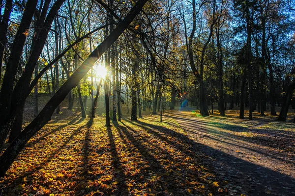 美しい秋の公園 自然旅行 — ストック写真