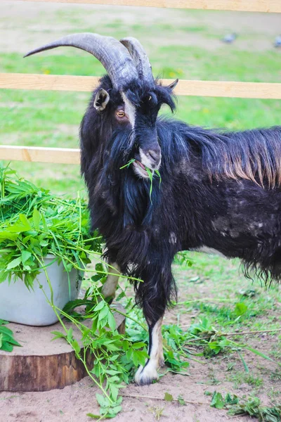 View Goal Feeding Farm Daytime — Stock Photo, Image