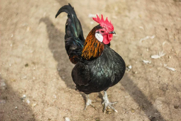 Portrait Rooster Walking Outdoors — Stock Photo, Image