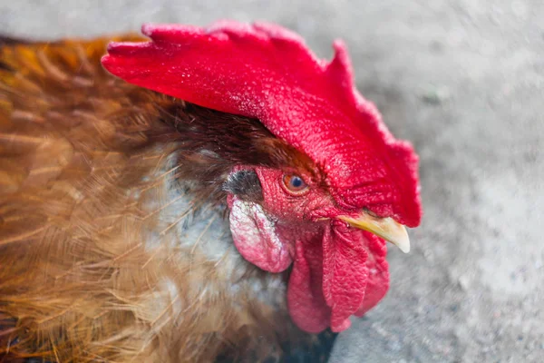 Portrait Rooster Walking Outdoors — Stock Photo, Image