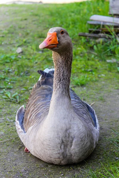 Close Van Goose Boerderij Overdag — Stockfoto