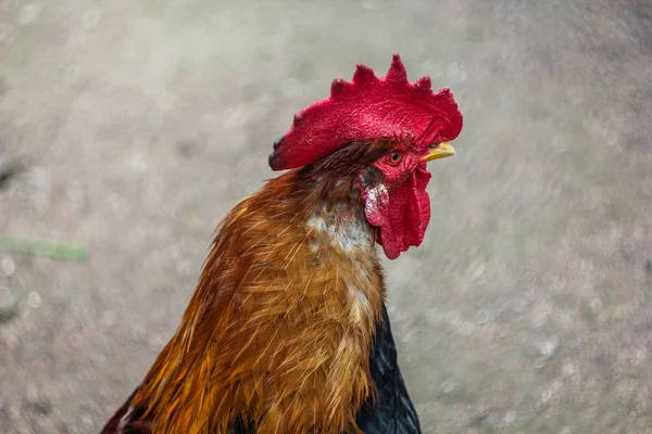 Portrait Rooster Walking Outdoors — Stock Photo, Image