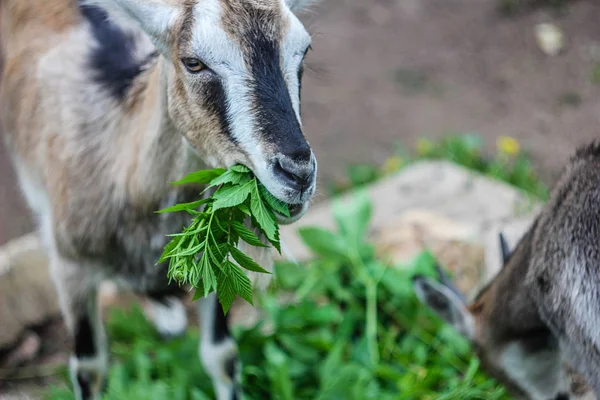 Vista Alimentación Objetivos Granja Durante Día —  Fotos de Stock