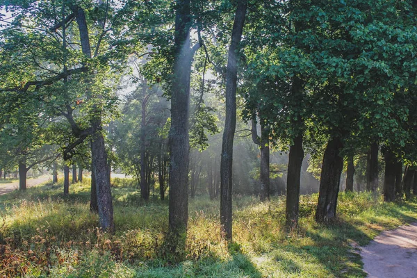 Bela Luz Manhã Parque Público Com Campo Grama Verde Luz — Fotografia de Stock