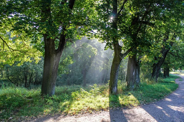 beautiful morning light in public park with green grass field. Morning light in the park in summer, the rays of the sun through the branches of a tree