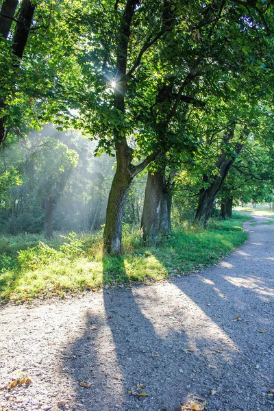 beautiful morning light in public park with green grass field. Morning light in the park in summer, the rays of the sun through the branches of a tree