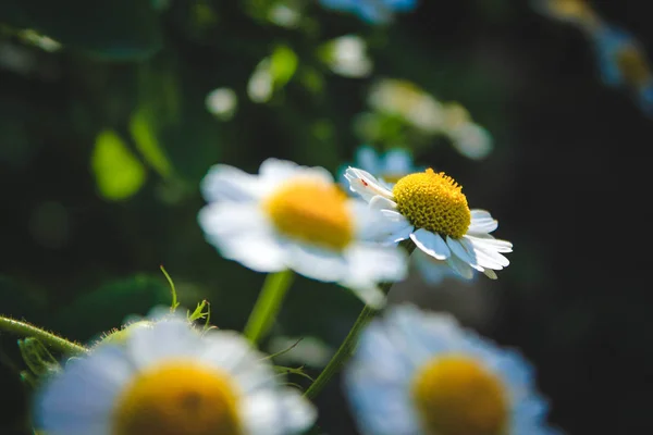 クローズ アップ表示通りの花を開花 — ストック写真