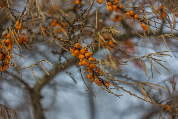 Close Orange Sandthorn Berry Growing Tree Branches — Stok Foto